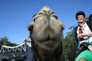 Montrose Access Glamel Trek 2014